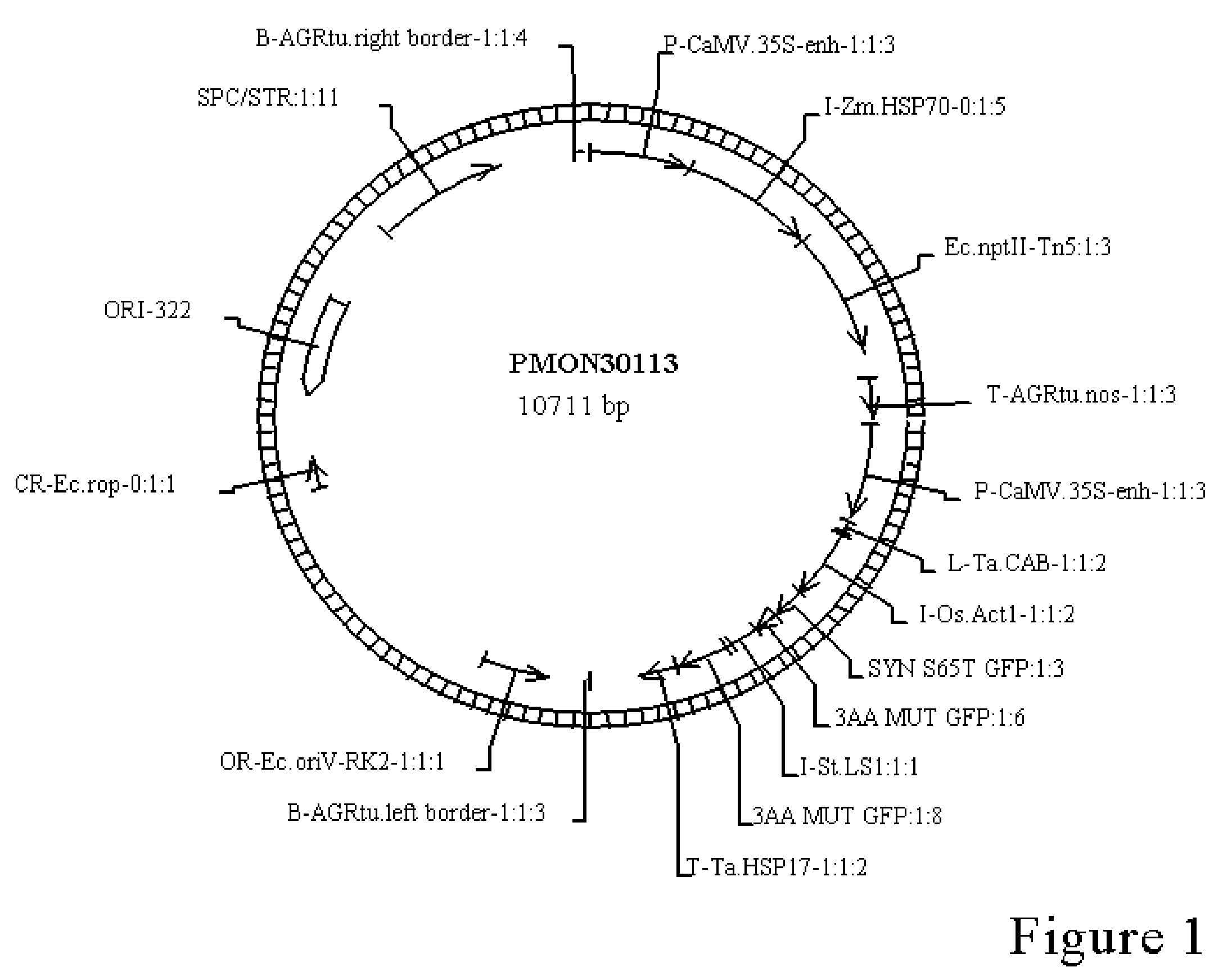 Methods for corn transformation