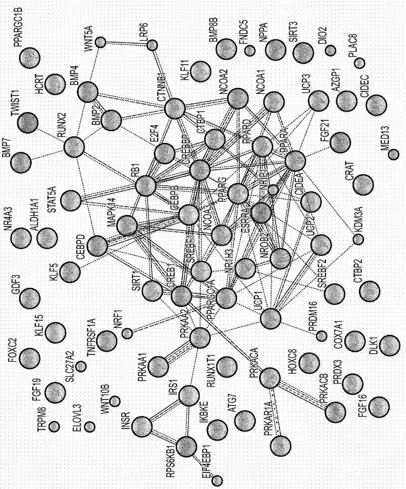 miRNA modulators of thermogenesis