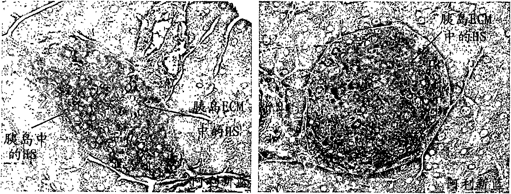 Inhibition of degradation of extracellular matrix