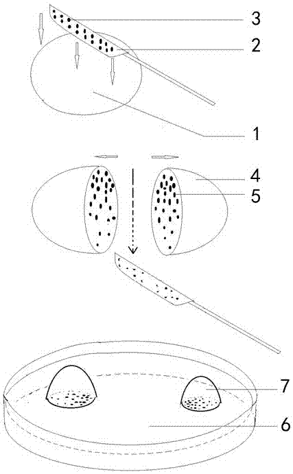 A method for Agrobacterium infection during callus transformation of Taxus chinensis