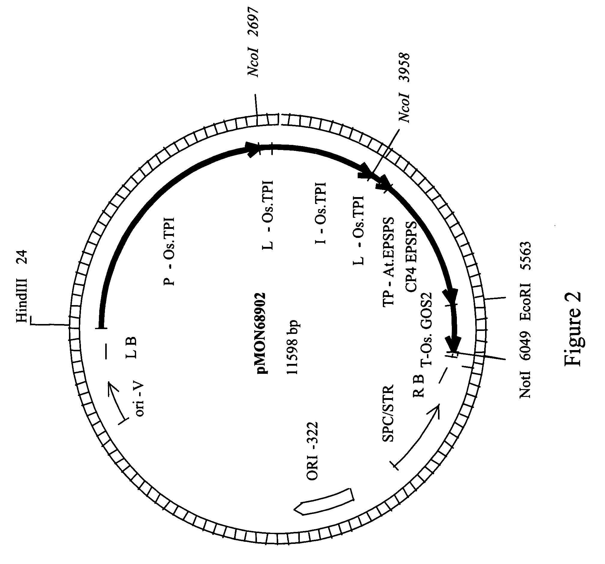 Promoter from the rice triosephosphate isomerase gene OsTPI