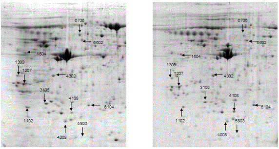 Kidney yin deficiency syndrome animal model biomarker screening and determining method