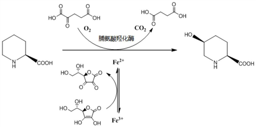 Proline Hydroxylase and Its Application