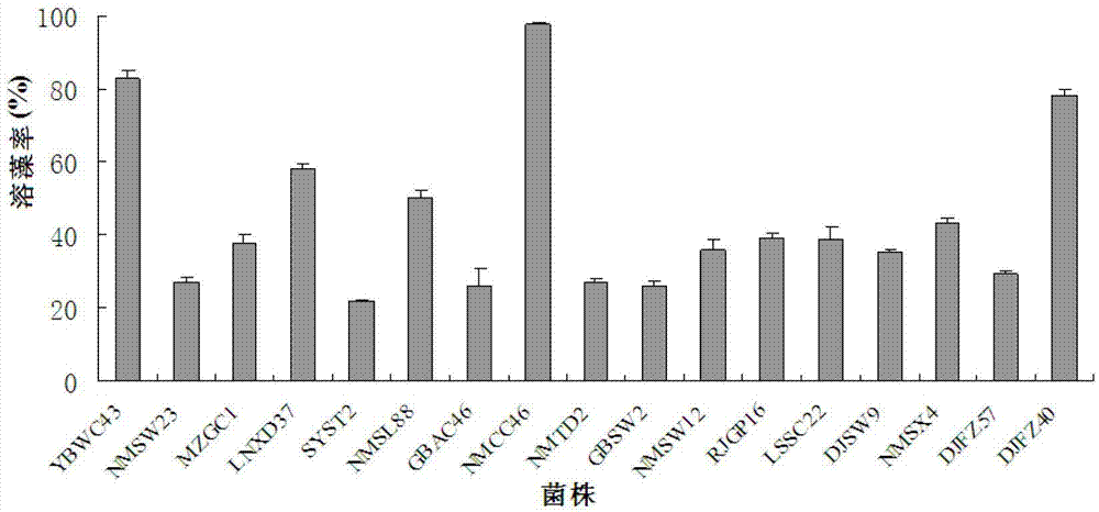 Bacillus pumilus with efficient alga-lysing activity and application thereof