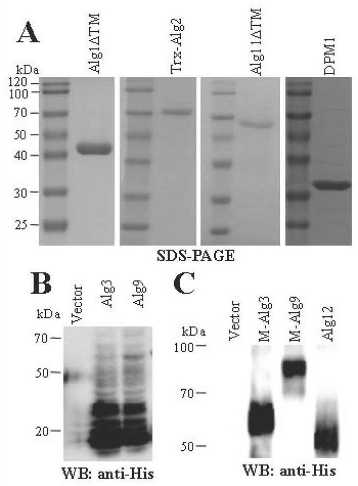 A kind of preparation method of high mannose type oligosaccharide linked by phytanol