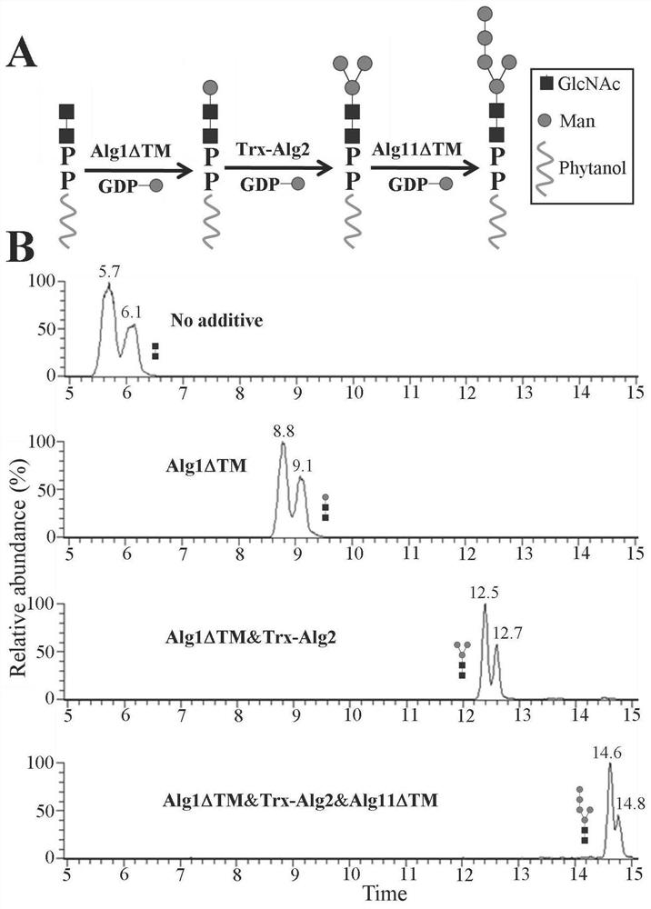 A kind of preparation method of high mannose type oligosaccharide linked by phytanol