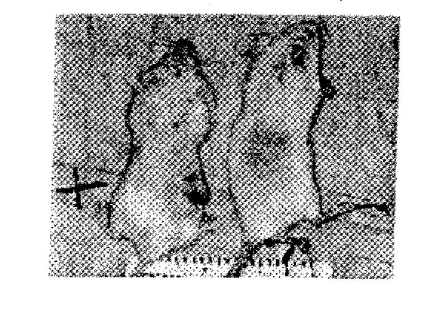 Methods For Selectively Modulating Survivin Apoptosis Pathways