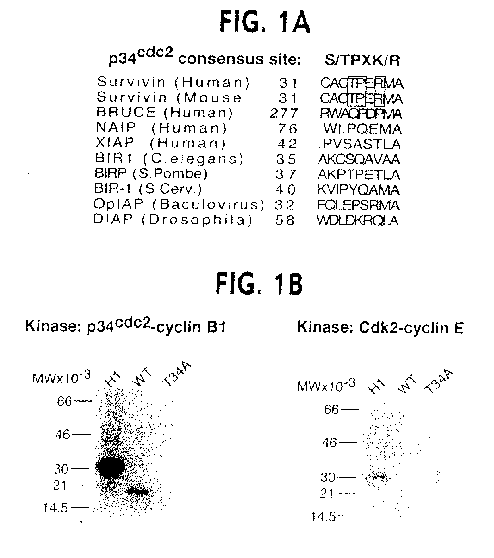 Methods For Selectively Modulating Survivin Apoptosis Pathways