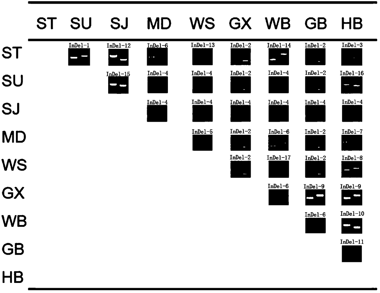 Kit and method for identifying hybrid progeny of citrus and pomelo plants using InDel marker