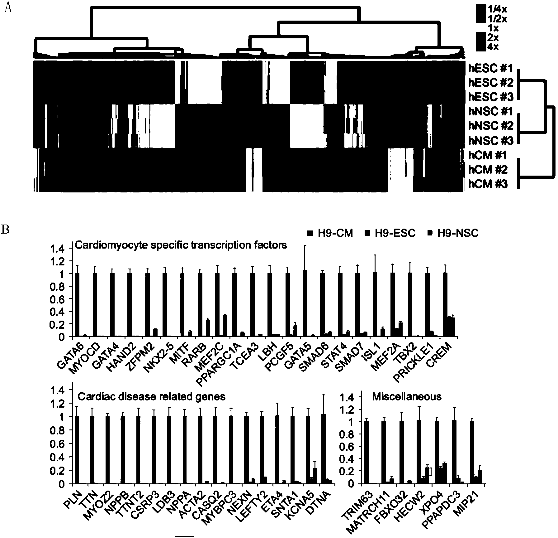 Group of novel molecular markers of one group of human myocardial cells, and applications of novel molecular markers