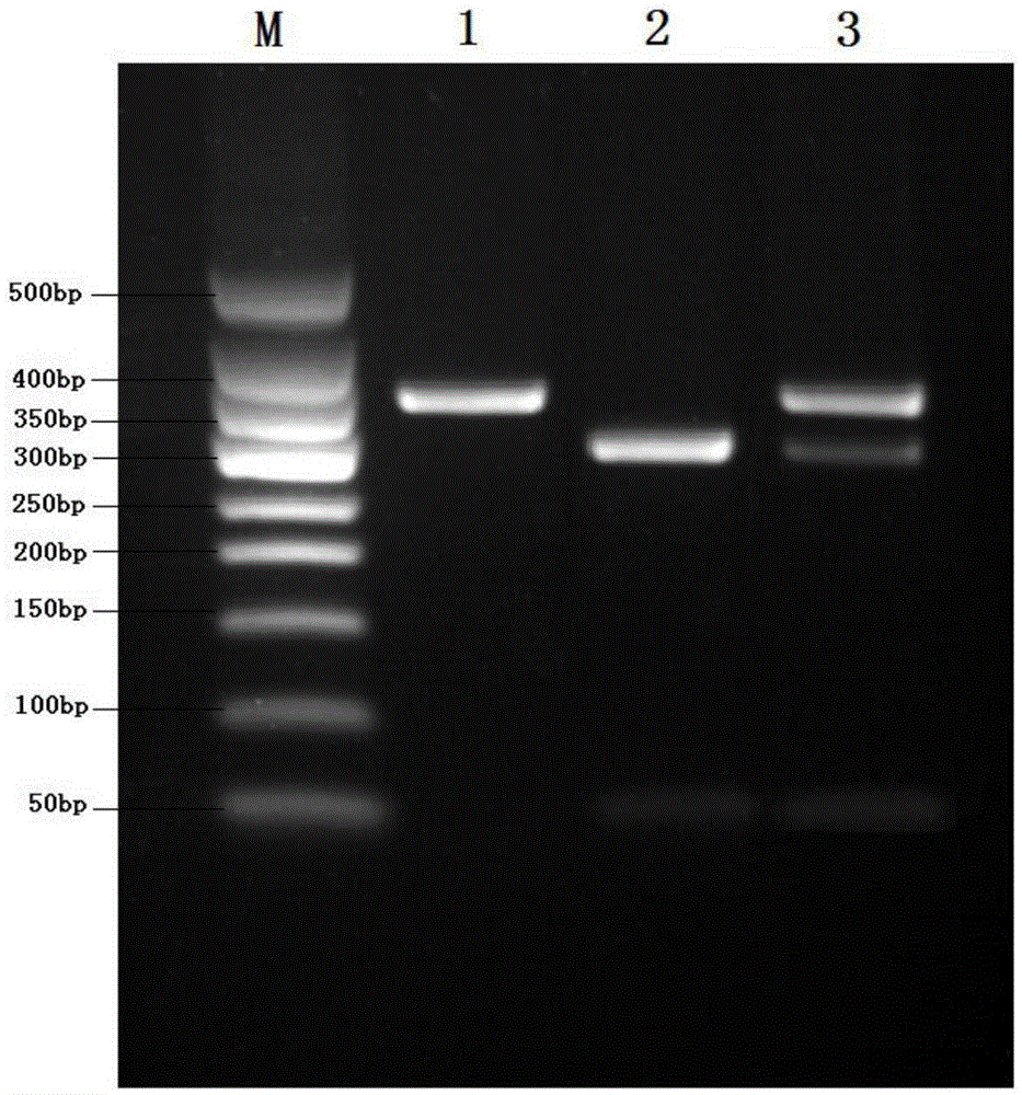 Method for detecting polymorphism rs9005 of human stomach cancer susceptibility gene IL-1RN through MspI