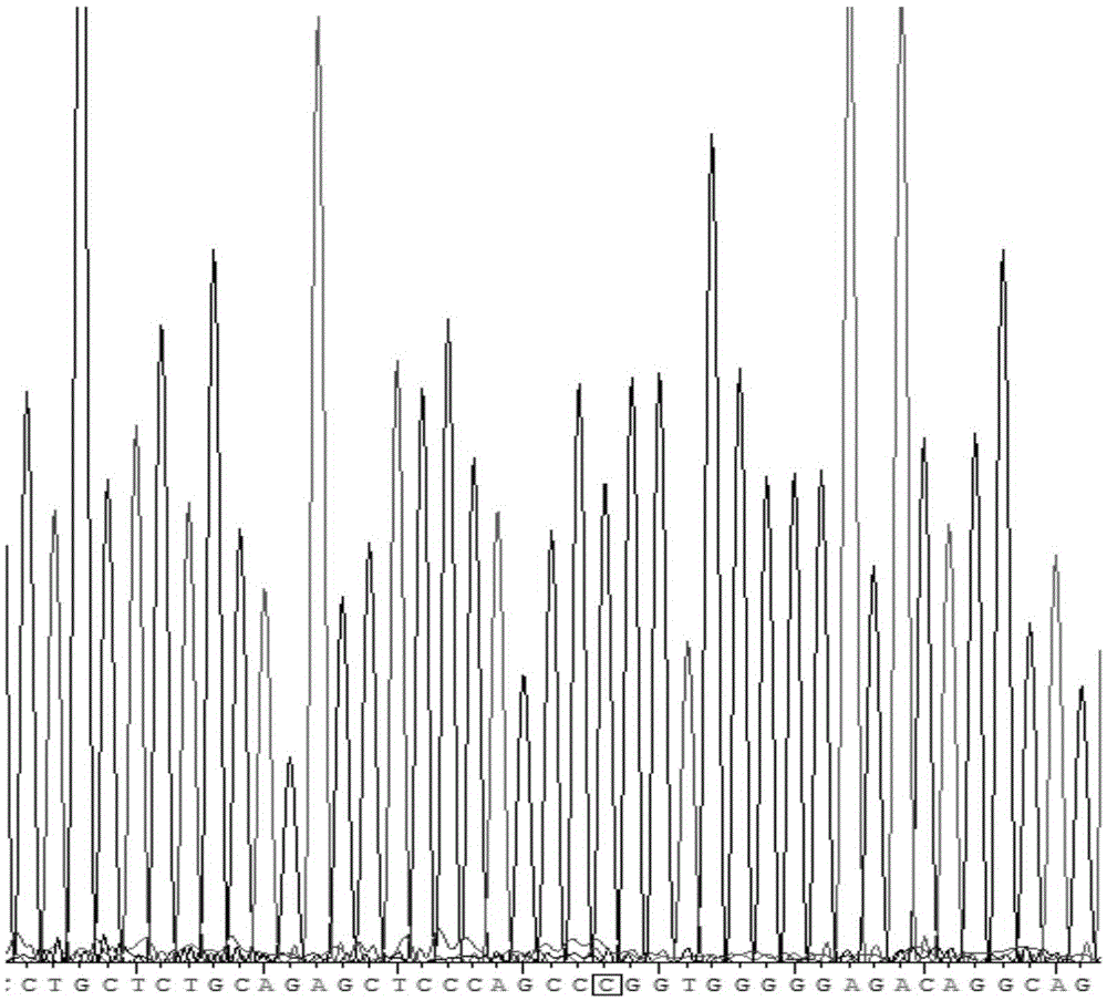 Method for detecting polymorphism rs9005 of human stomach cancer susceptibility gene IL-1RN through MspI