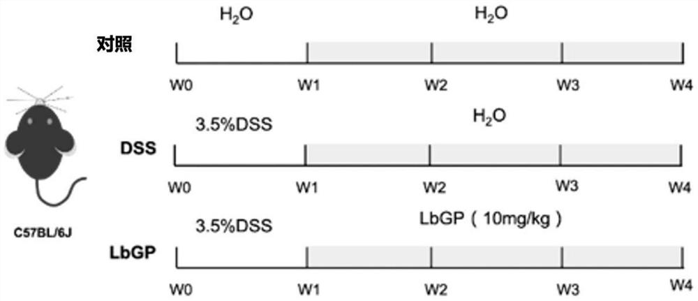 Application of lycium barbarum glycopeptide in preparation of medicine for preventing or treating inflammatory bowel disease