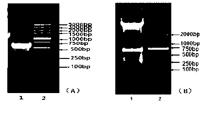 Method for differentiation of dopaminergic neuron by SHH/Lmx1a signal pathway regulation and control NTN modified rASCs