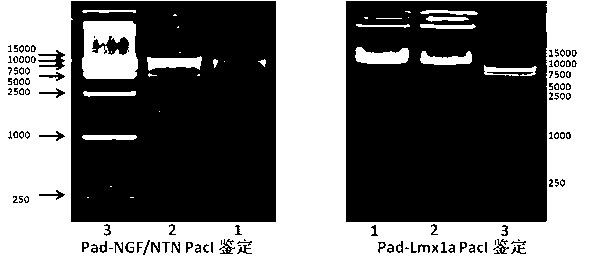 Method for differentiation of dopaminergic neuron by SHH/Lmx1a signal pathway regulation and control NTN modified rASCs