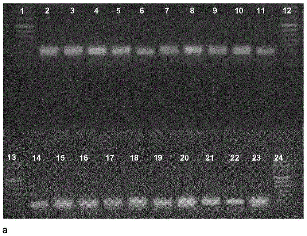 Method for detection of BRAF and PI 3K mutations