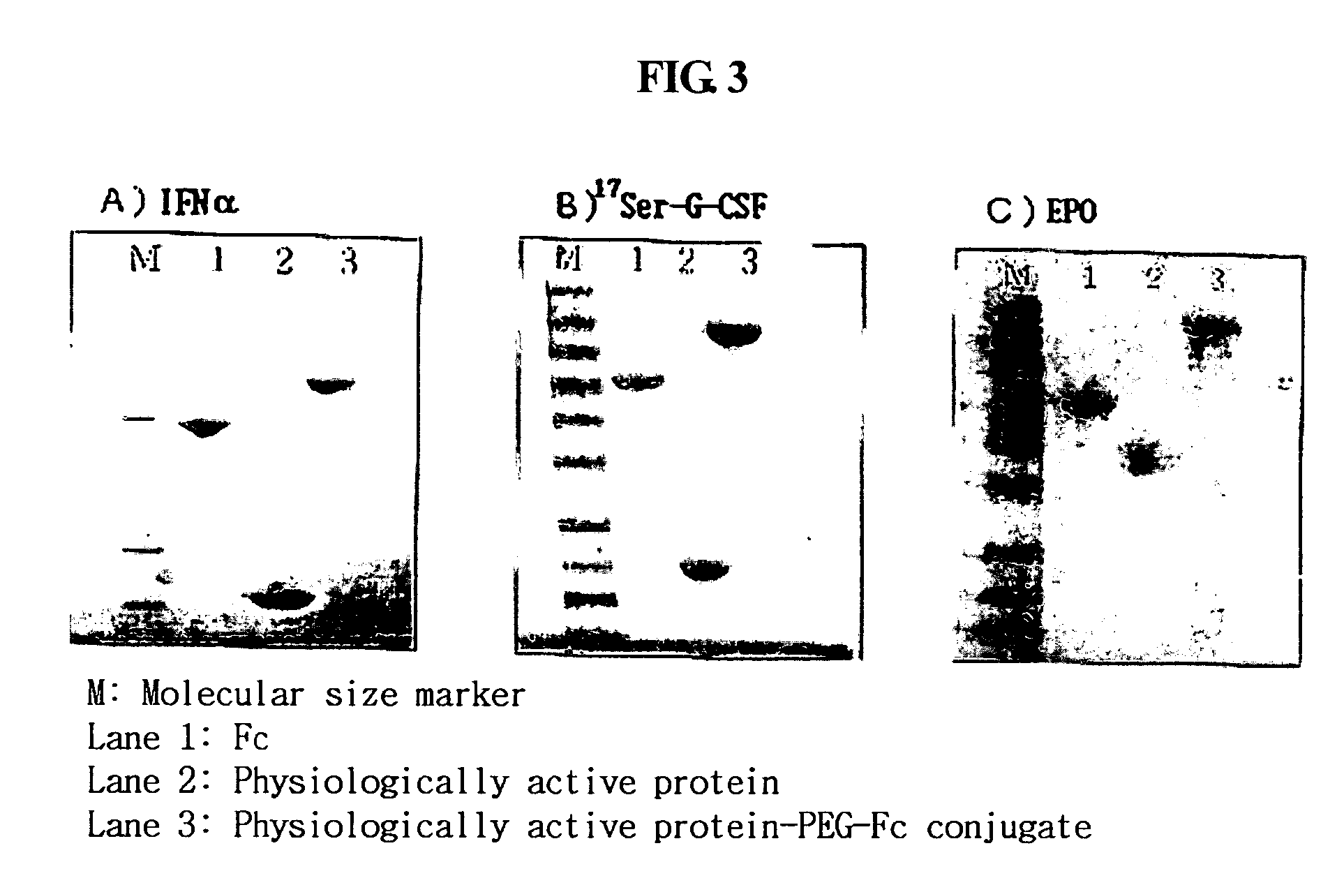 Protein complex using an immunoglobulin fragment and method for the preparation thereof