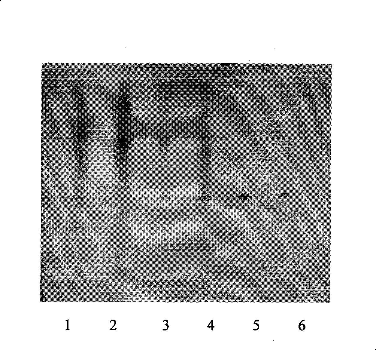 Plant medicine granule serving as feed additive for preventing and treating poultry and livestock diseases and preparation thereof