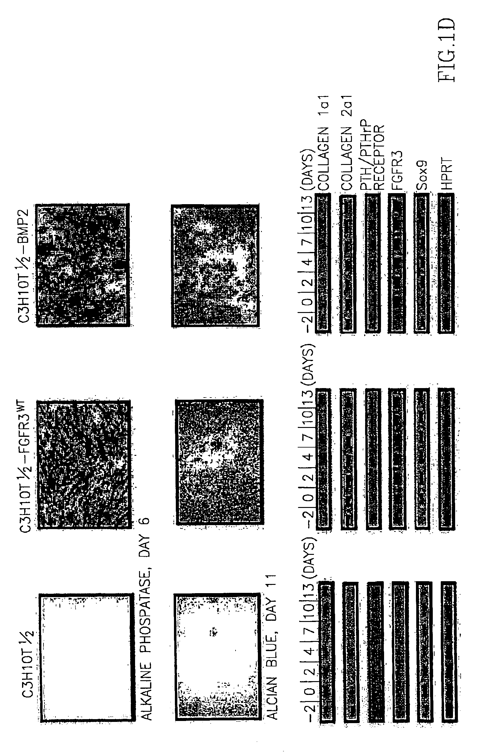 Methods and compositions for enhancing cartilage repair