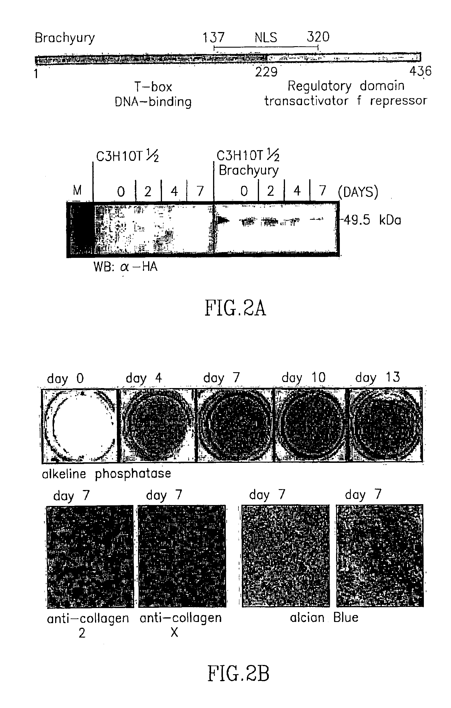 Methods and compositions for enhancing cartilage repair