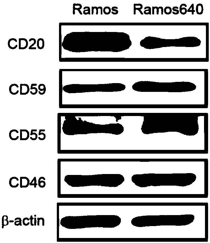 Medicine composition for treating non-hodgkin lymphoma