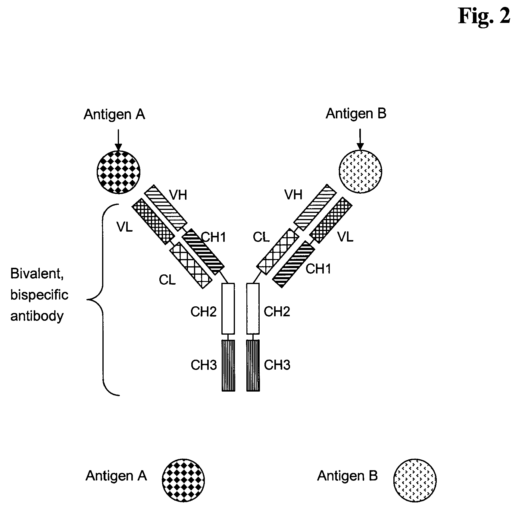 Bivalent, bispecific antibodies