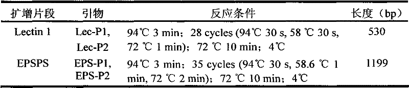 Two-gene standard plasmid molecule used for detecting genetically modified soybeans and building method thereof