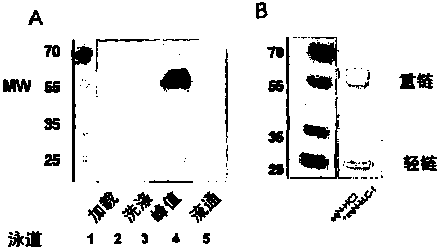 Anti-nerve growth factor antibodies and methods of preparing and using the same