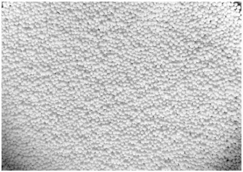 Preparation method of trace rear earth ion-containing spherical MFI topological structured all-silicon molecular sieve catalyst and preparation method of caprolactam