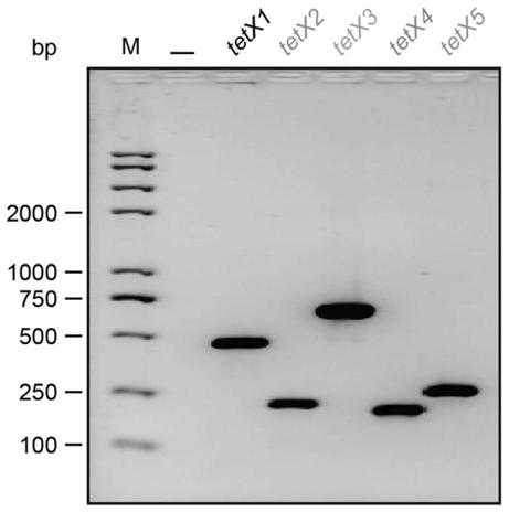 Tigecycline resistance gene family tetX multiplex PCR detection kit