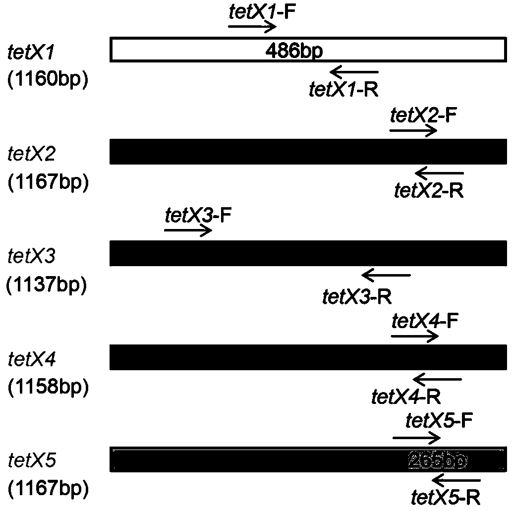 Tigecycline resistance gene family tetX multiplex PCR detection kit