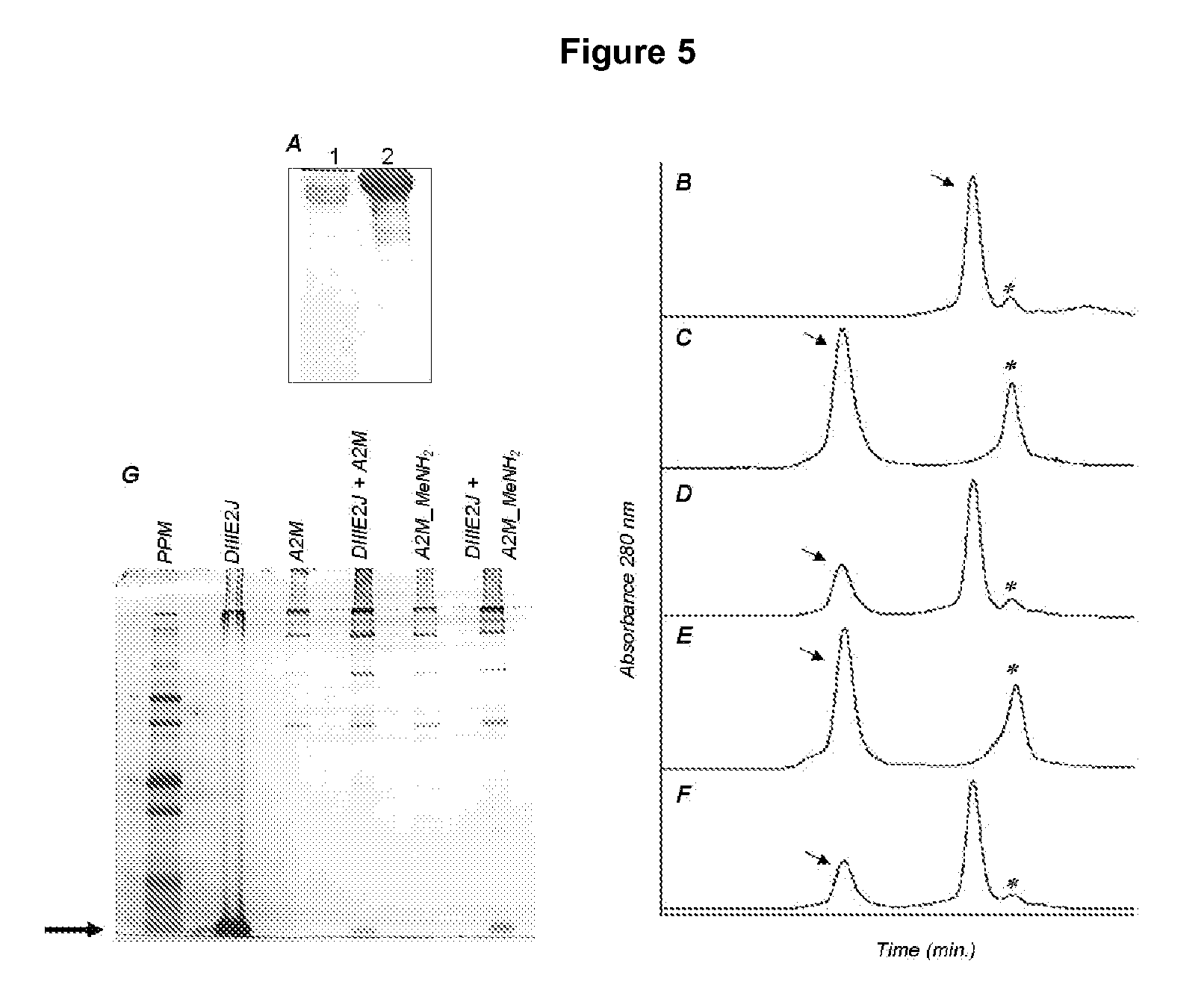 Method to block the infection by flaviviruses, molecules and uses