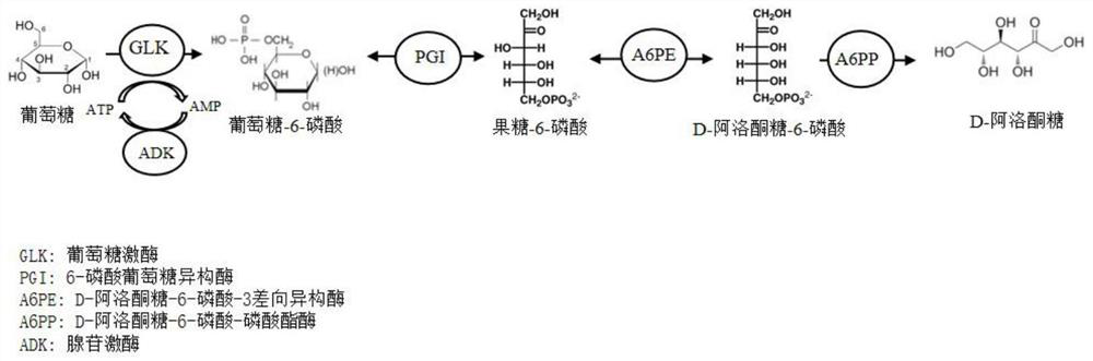 Method for synthesizing D-psicose by combining phosphonase and ATP regeneration system