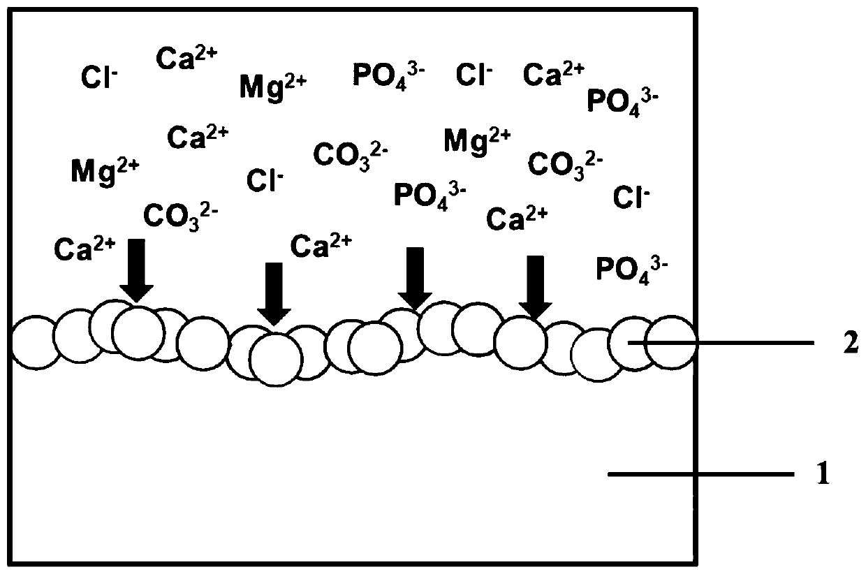 Antibacterial peptide bionic calcium phosphate coating and preparation method and application thereof