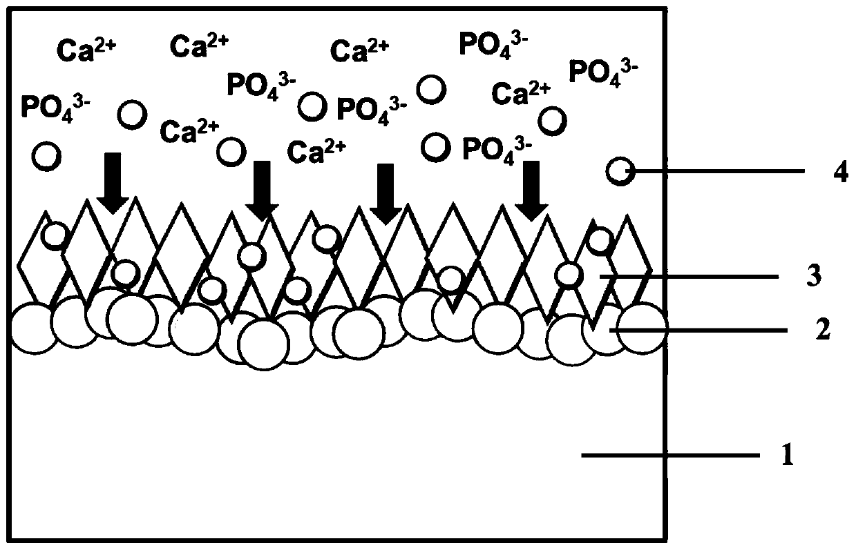 Antibacterial peptide bionic calcium phosphate coating and preparation method and application thereof