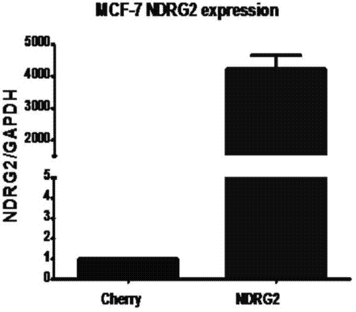 Tumor suppressor gene NDRG2 based application for improving breast cancer chemotherapy sensibility