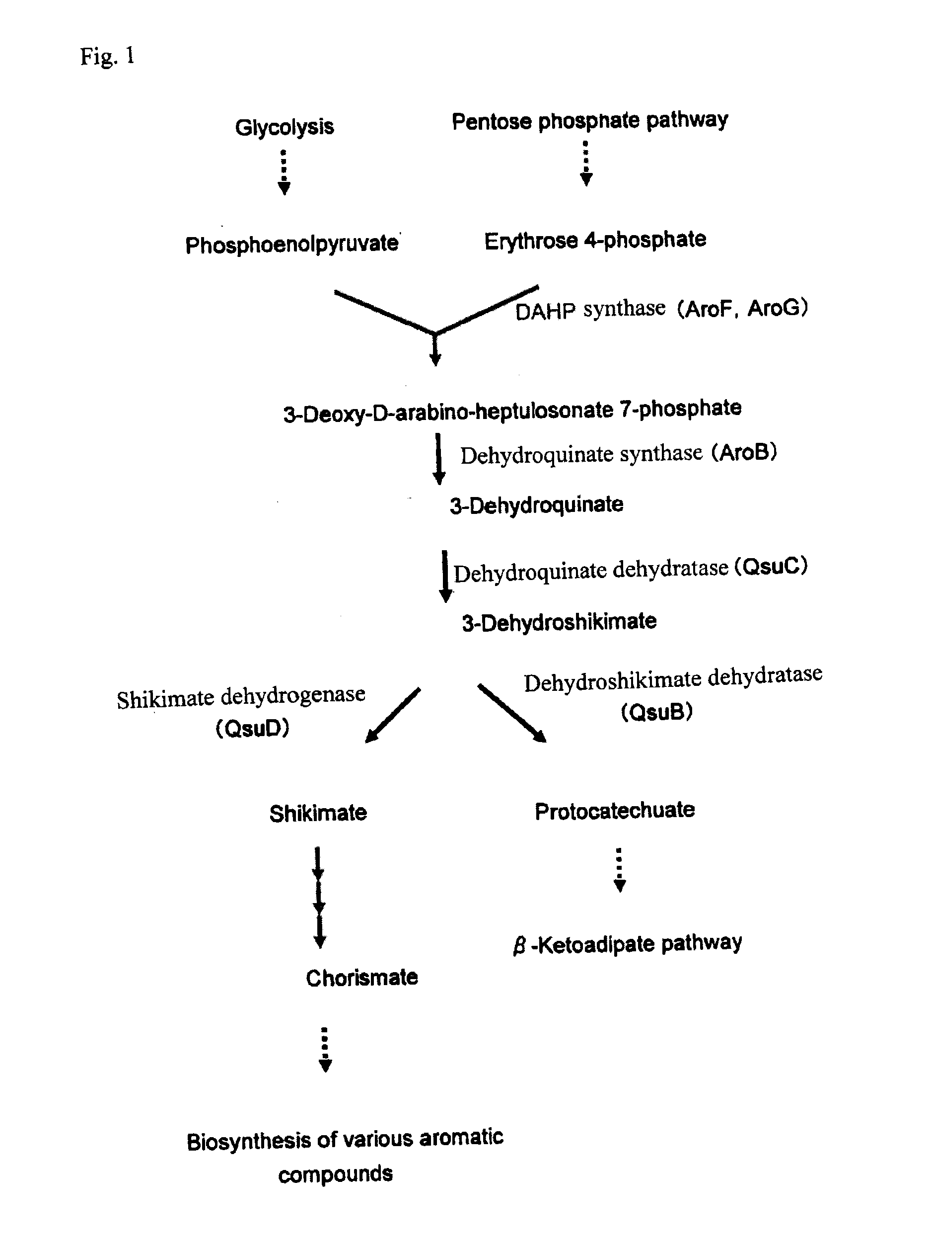 Method for producing polymer, method for producing organic acid, and organic acid-producing microorganism