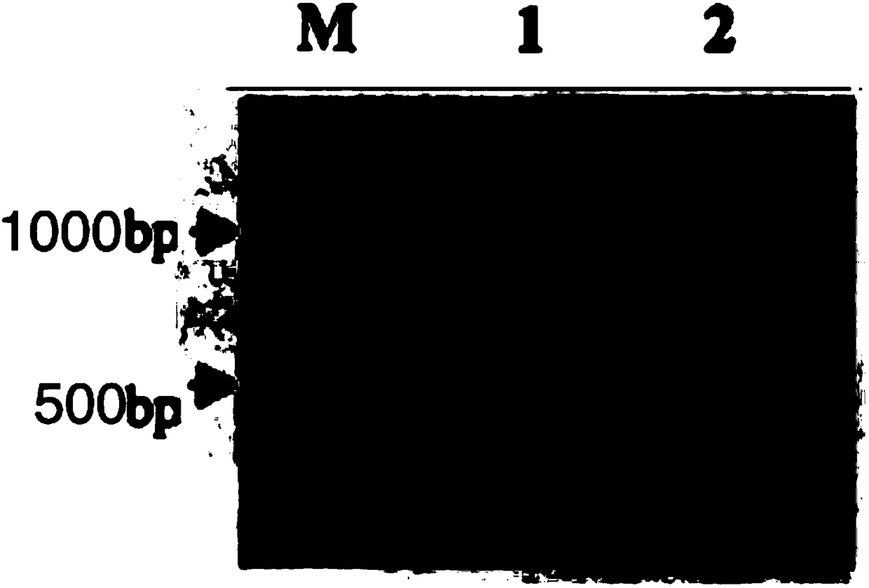 Anti-Hib-RSV-meningococcus-pneumococcus combination vaccine