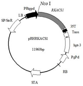 Acetyl CoA synthetase gene RKACS1 and application thereof