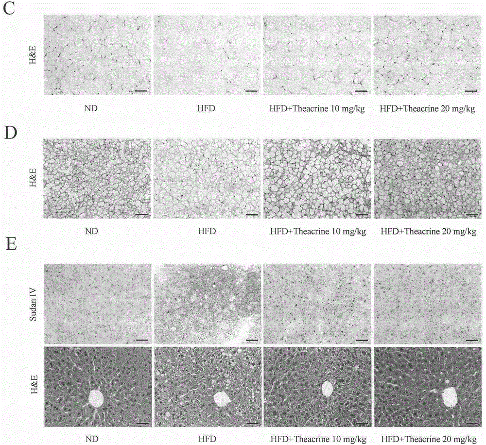 New application of theacrine in promotion of fat burning