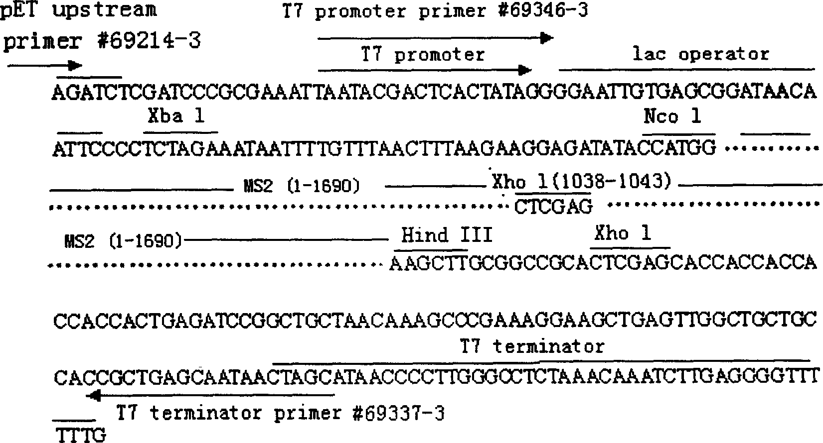 Virus-like particle containing RNA virus nucleic acid and its preparing method and use