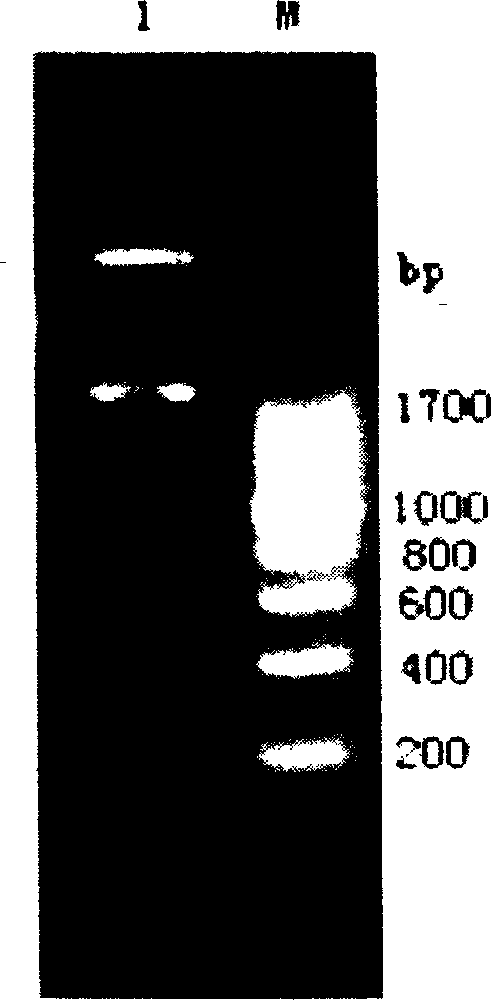 Virus-like particle containing RNA virus nucleic acid and its preparing method and use