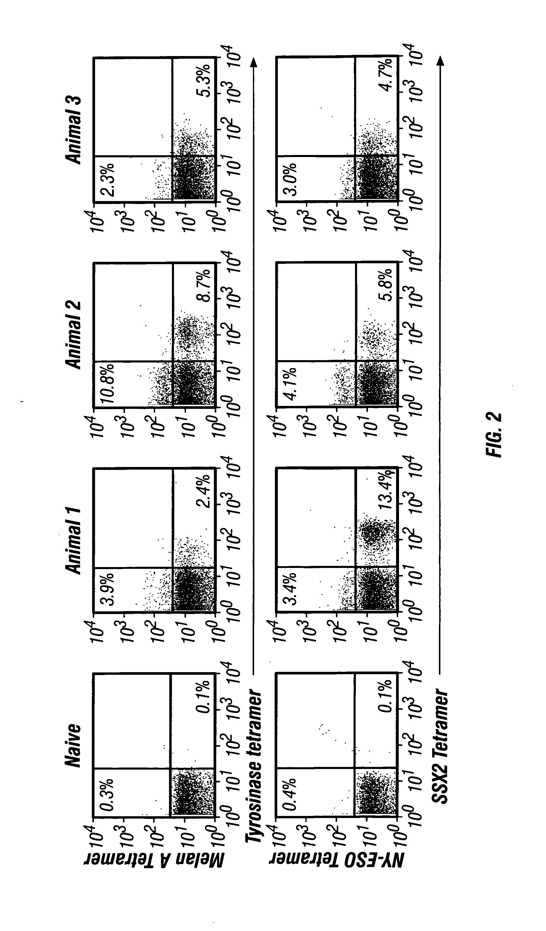 Multivalent entrain-and-amplify immunotherapeutics for carcinoma