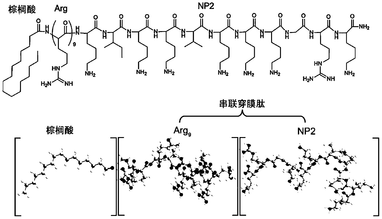 Self-assembled tandem penetrating peptide nanoparticle antibacterial agent that can penetrate the blood-brain barrier and its preparation method and application