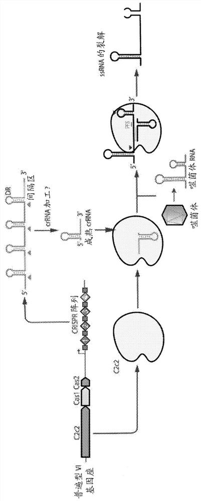 Crispr effector system based diagnostics