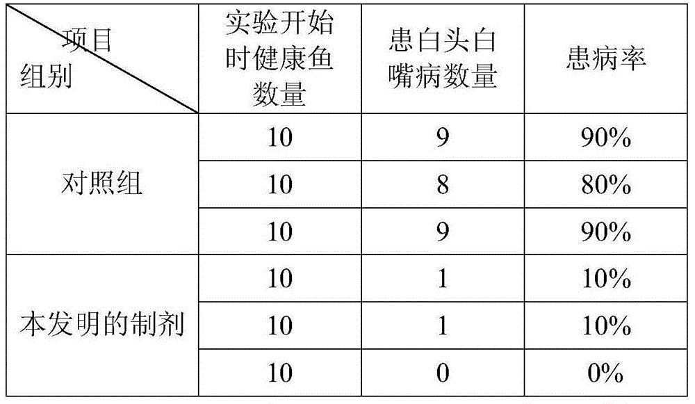 Chinese herbal medicine preparation for treating white head-mouth disease of xiphophorus helleri and preparation method thereof