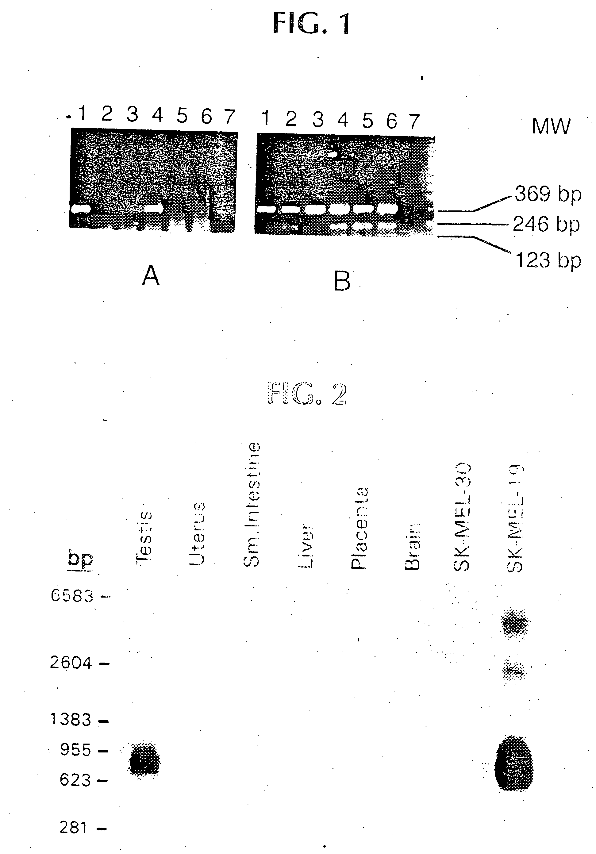 Isolated nucleic acid molecules which encode peptides which bind to MHC class II molecules, such as HLA-DR53