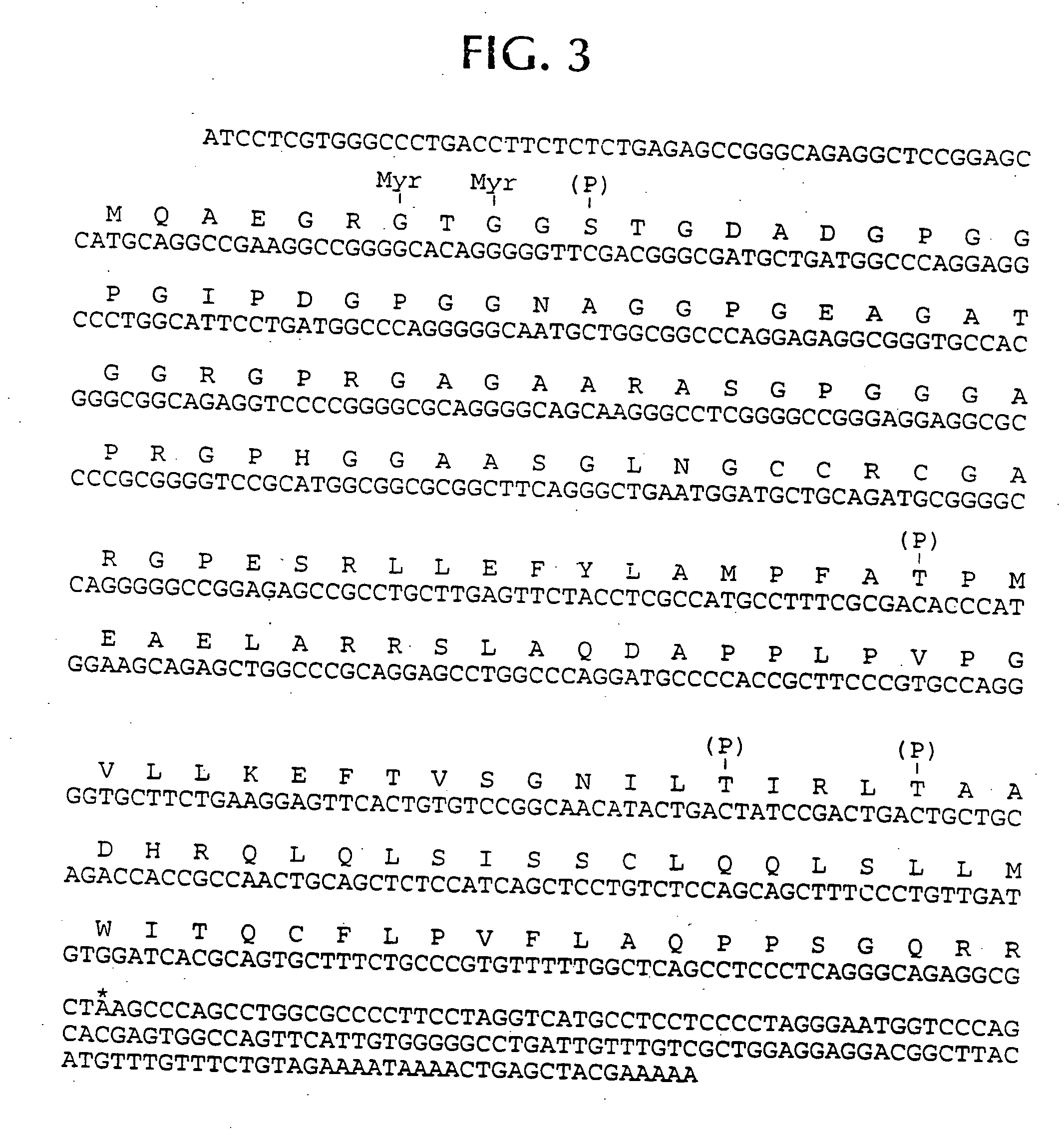 Isolated nucleic acid molecules which encode peptides which bind to MHC class II molecules, such as HLA-DR53