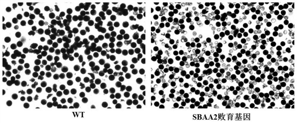 Sorghum α-amylase and its encoding gene and application