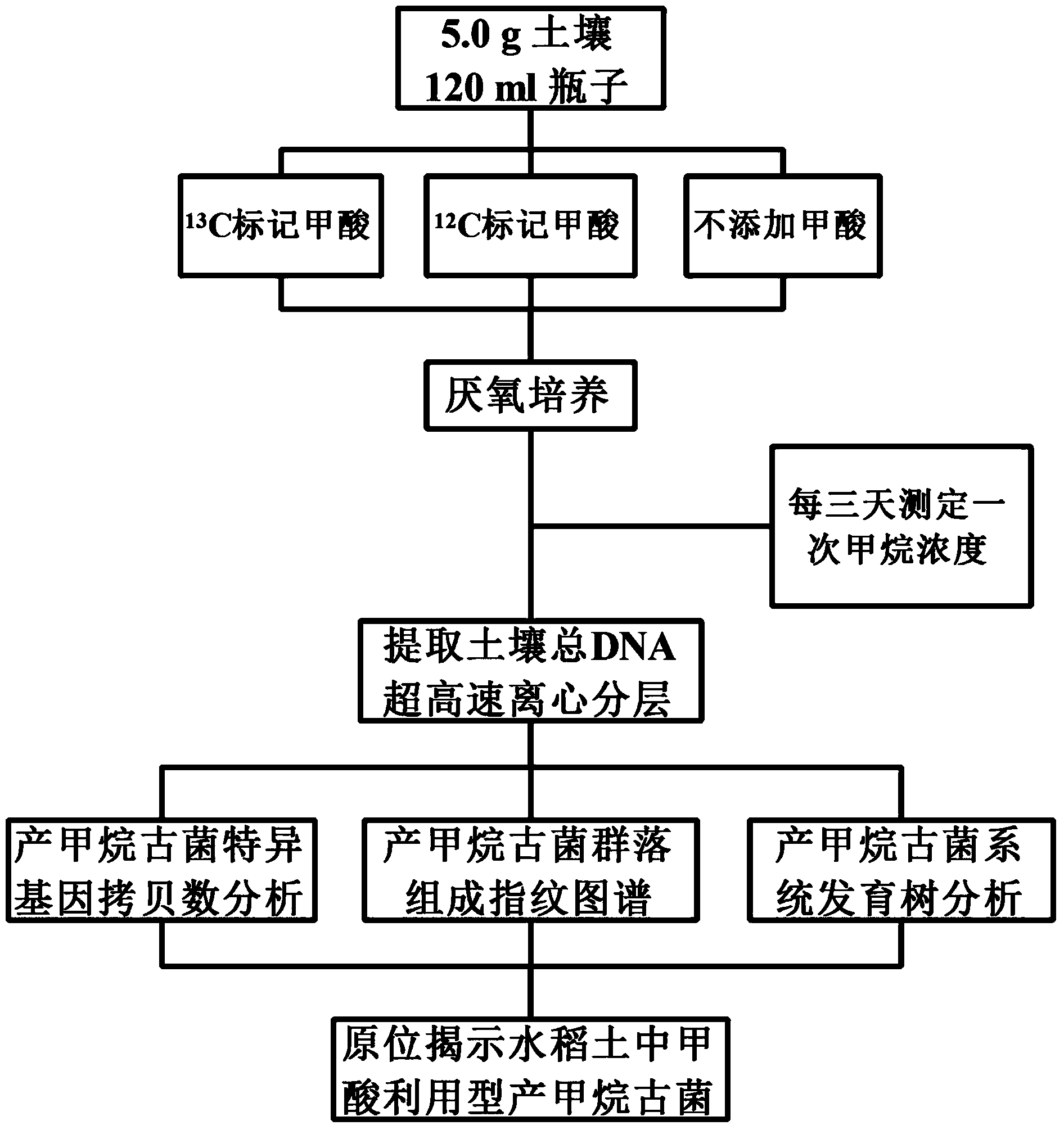 Method for revealing and distinguishing paddy field formic acid utilization type methanogenic archaea in situ by adopting DNA-based stable isotope probing technology